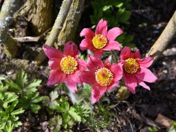 Anemone pulsatilla